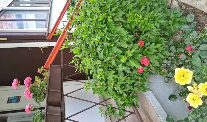 Liza Apartman Gyula - Karcsony (min. 2 j)