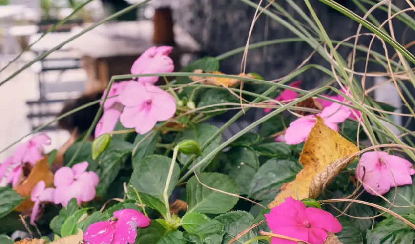 Neptun Badacsony Badacsony - Karcsony