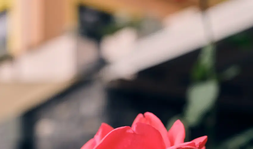 Neptun Badacsony Badacsony - Karcsony