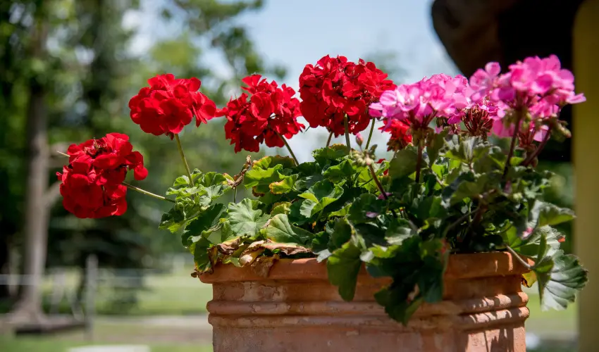 Nyerges Hotel Terml Monor - Karcsony