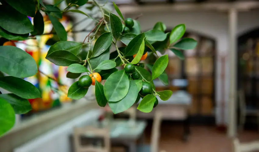 Nyerges Hotel Terml Monor - Karcsony