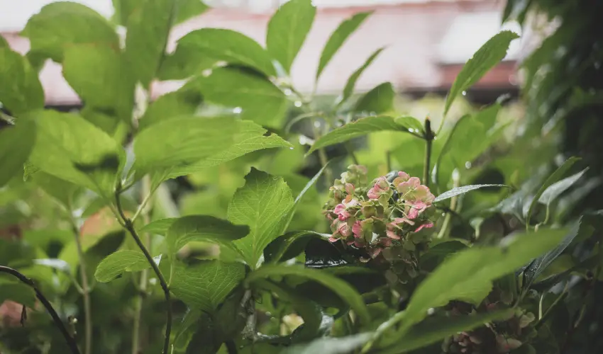 reg Prs Butikhotel Mr - Karcsony