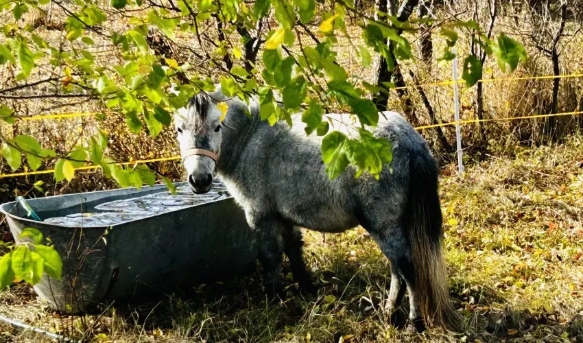 Pajkos P�ni �lm�nybirtok Vilyvit�ny - Zempl�ni kar�csony a P�nikkal 