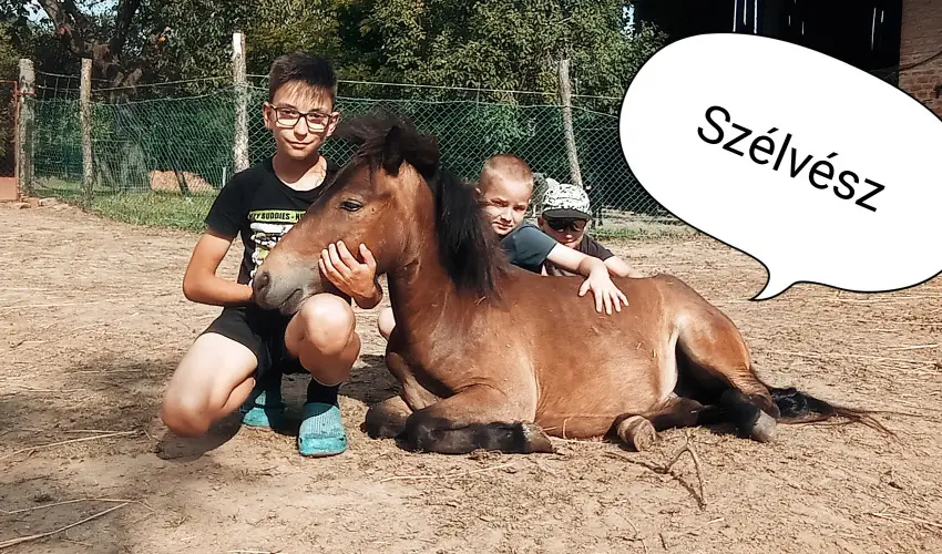 Pni Kuck Vendghz s Minifarm  Hosszvlgy - Karcsony