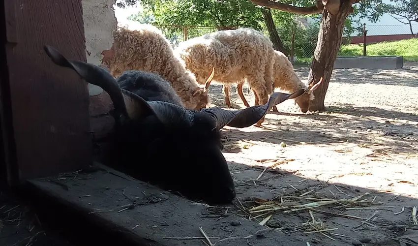 Pni Kuck Vendghz s Minifarm  Hosszvlgy - Karcsony