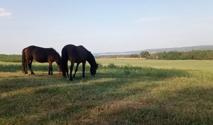 Pni Kuck Vendghz s Minifarm  Hosszvlgy - Karcsony