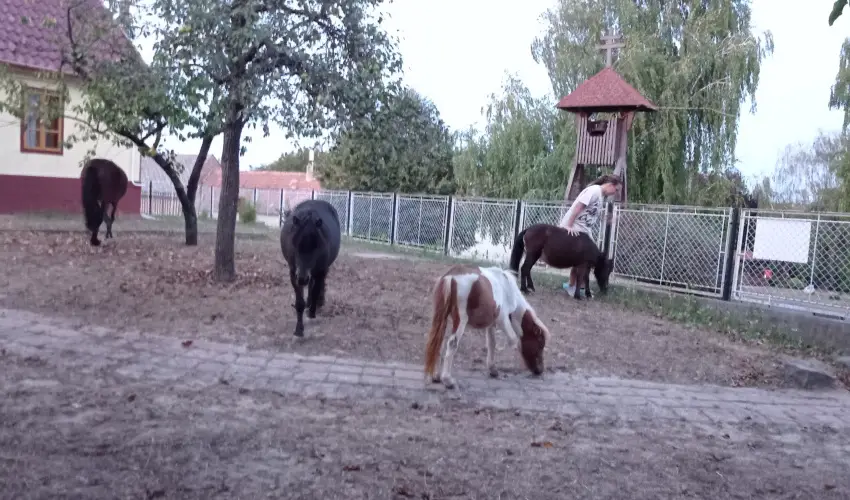 Pni Kuck Vendghz s Minifarm  Hosszvlgy - Karcsony