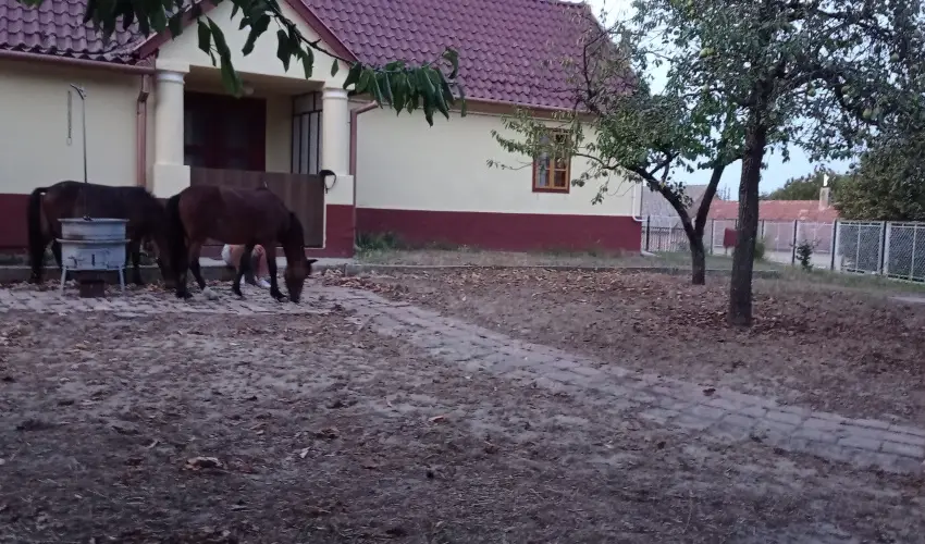 Pni Kuck Vendghz s Minifarm  Hosszvlgy - Karcsony