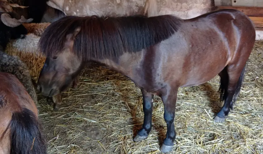 Pni Kuck Vendghz s Minifarm  Hosszvlgy - Karcsony