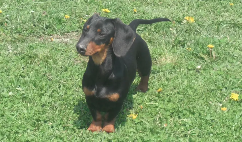 Sokoró Fogadó Sokorópátka - Karácsony