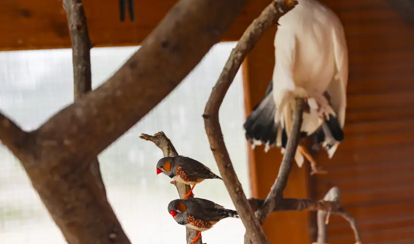 Sokoró Fogadó Sokorópátka - Karácsony