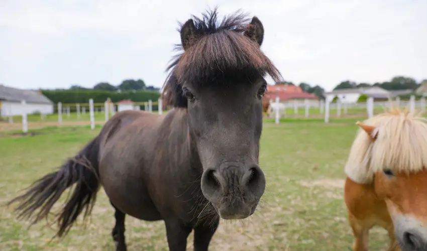 Sokoró Fogadó Sokorópátka - Karácsony