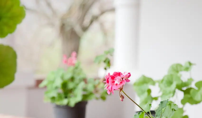 Somogy Kertje dlfalu s tterem Bonnya - Karcsony