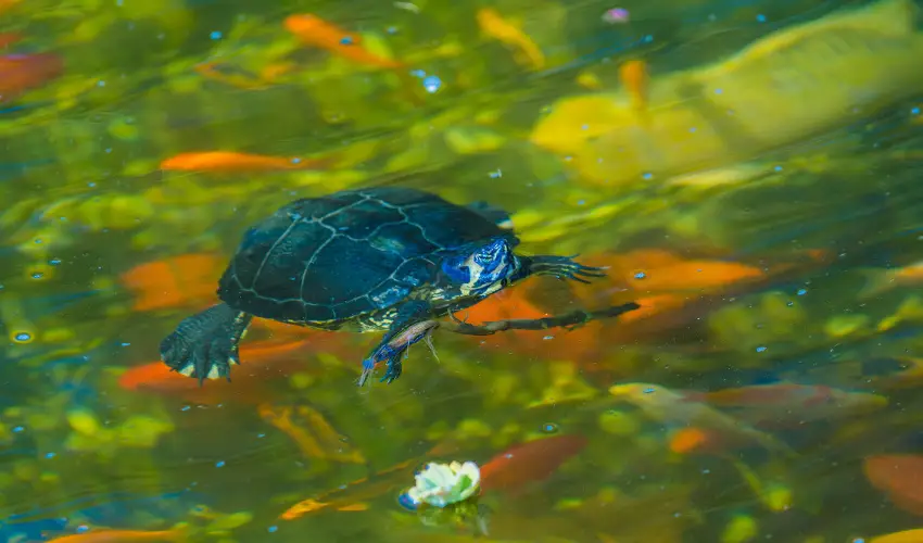 SunGarden Wellness Hotel Sifok - Karcsony (min. 3 j)