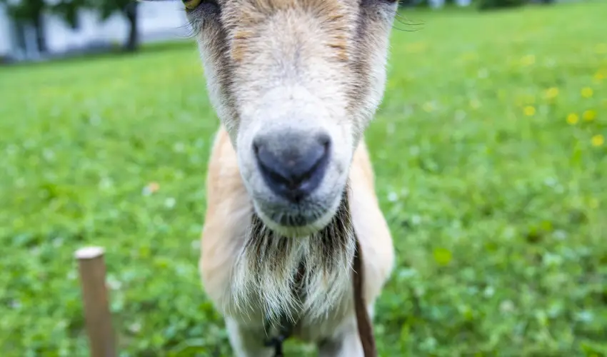 Term�l Apartmanok & Kemping Hark�ny Hark�ny - Kar�csony