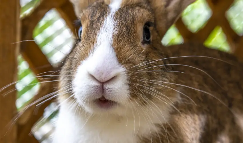 Term�l Apartmanok & Kemping Hark�ny Hark�ny - Kar�csony