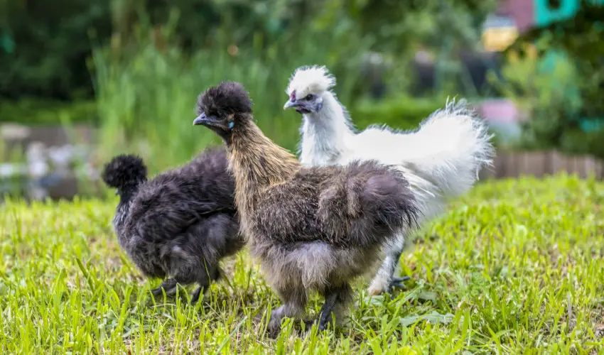 Term�l Apartmanok & Kemping Hark�ny Hark�ny - Kar�csony