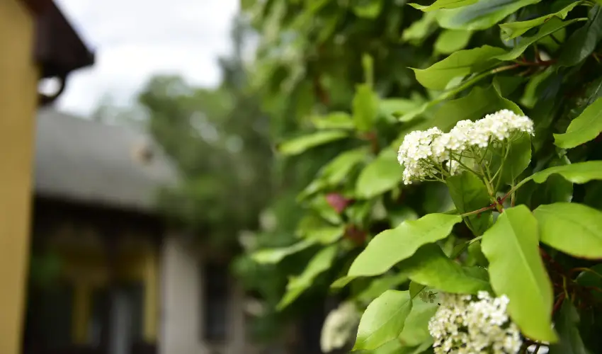 Torncos Vendghz Krshegy - Karcsony (min. 3 j)