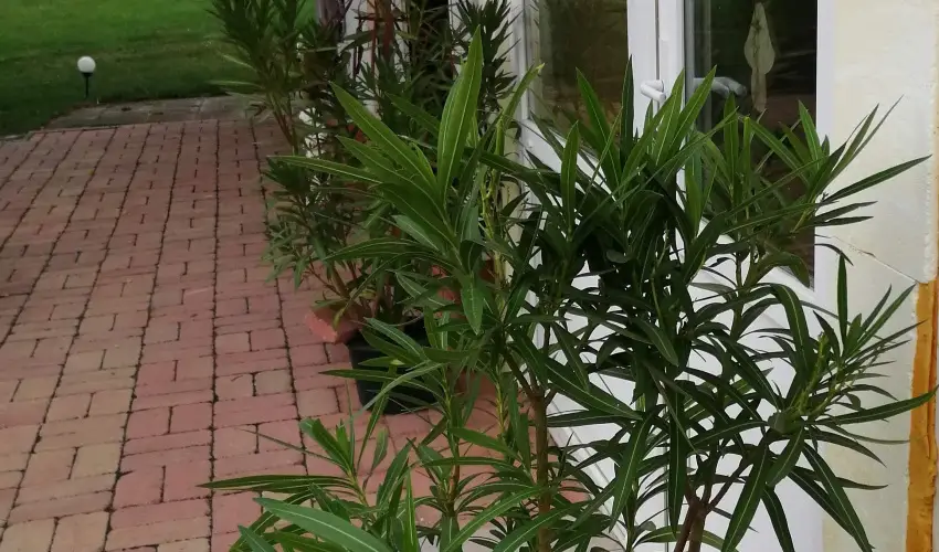 Turul Tanya  Mrahalom - Karcsony