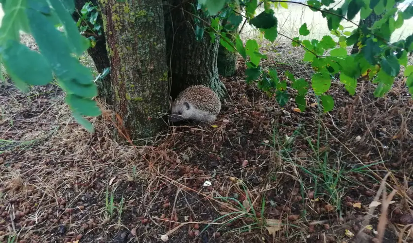 Turul Tanya  Mrahalom - Karcsony