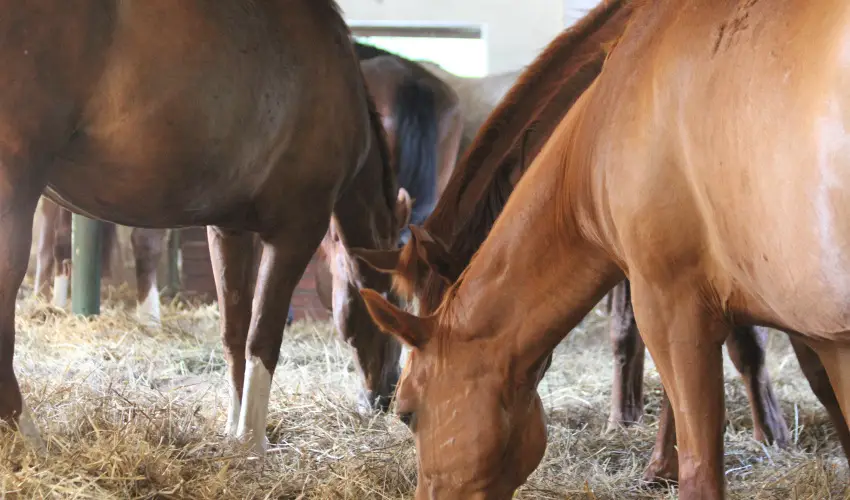 Vadkert Major Srvr - Karcsony (min. 2 j)