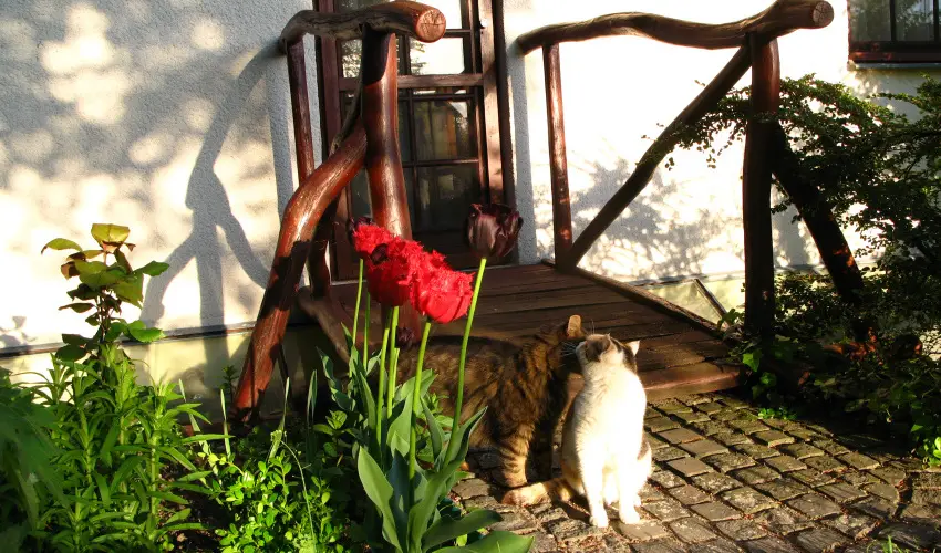Vadr�zsa Vend�gh�z Szentendre - Kar�csony (min. 2 �j)