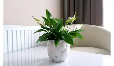 Zenit Panzi Miskolctapolca