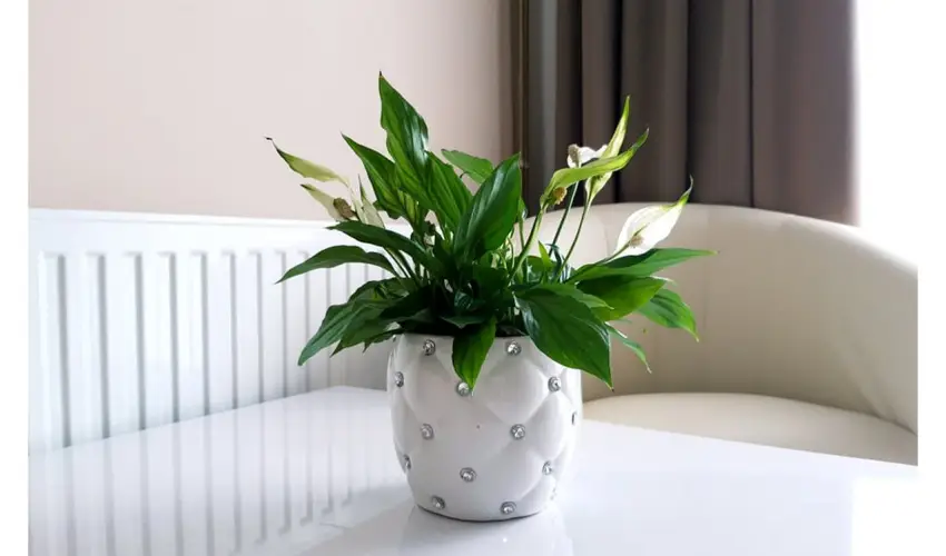 Zenit Panzió Miskolctapolca - Karácsony